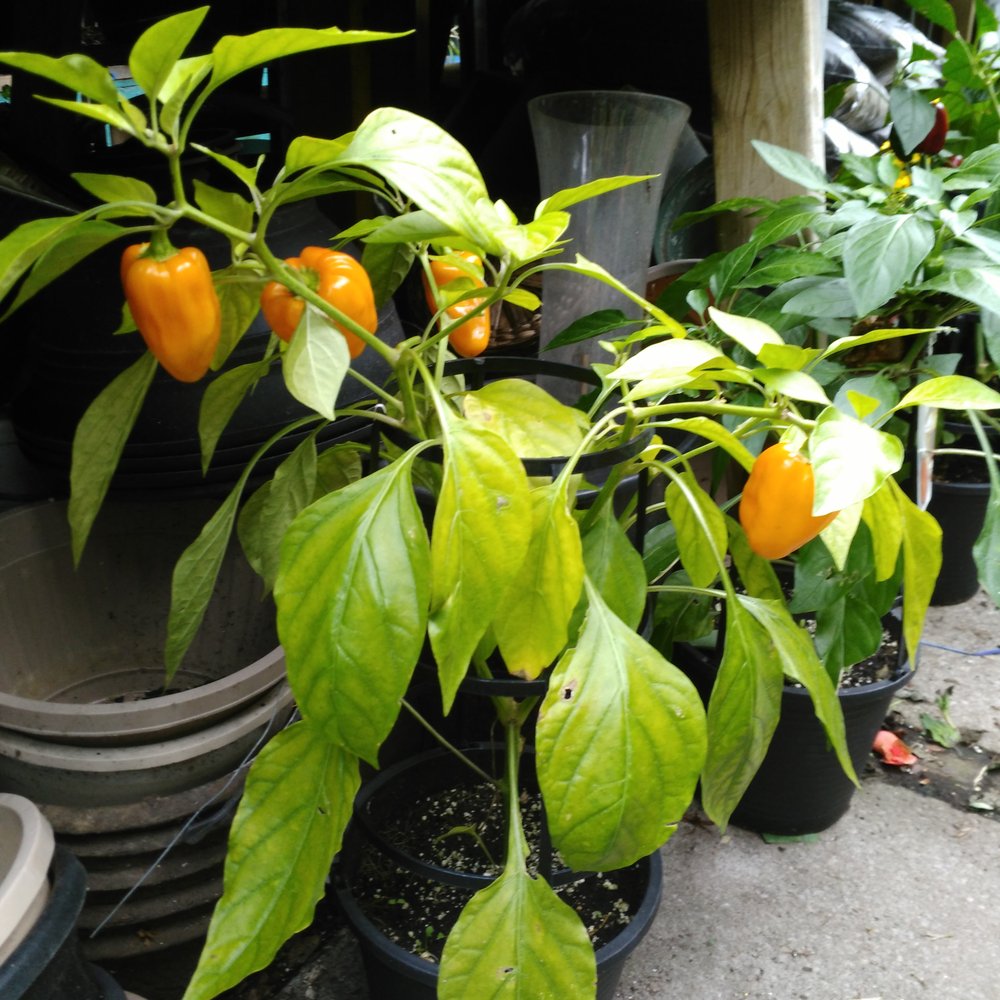 Saint Clair Flowers - Bell peppers - Florists Near Me - Toronto, Ontario Saint Clair Flowers - Bell peppers - Florists Near Me - Toronto, Ontario
