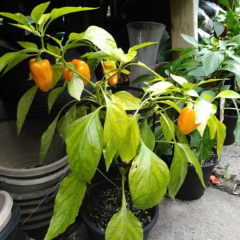Saint Clair Flowers - Bell peppers - Florists Near Me - Toronto, Ontario Saint Clair Flowers - Bell peppers - Florists Near Me - Toronto, Ontario