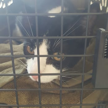 The Cat Doctor - Wanted for extreme cuteness - Veterinarians Near Me - New Hyde Park, New York