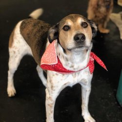 Forest Shadows Pet Resort - Small Daycare