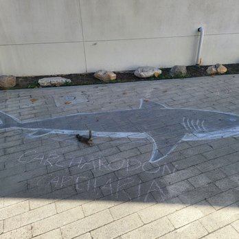 Cabrillo Marine Aquarium - Chalk shark and a squirrel - Aquariums Near Me - San Pedro, California Cabrillo Marine Aquarium - Chalk shark and a squirrel - Aquariums Near Me - San Pedro, California