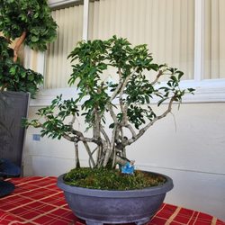 3o5 Gardens - Bonsai