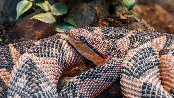 Fort Worth Zoo by null