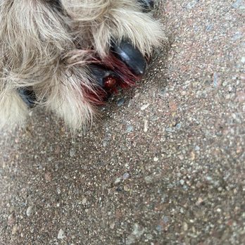 4 Paws and A Tail - Toe nail was over trimmed. His paw has been bleeding all day. - Pet Groomers Near Me - Grove City, Ohio 4 Paws and A Tail - Toe nail was over trimmed. His paw has been bleeding all day. - Pet Groomers Near Me - Grove City, Ohio