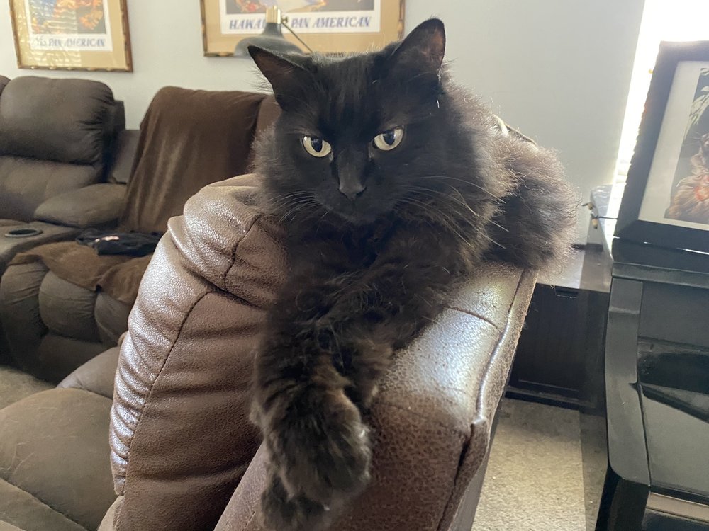 PAWPURRS KITTEN RESCUE Updated September 2024 21 Photos & 15