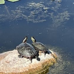 Hastings Lake - Turtles resting