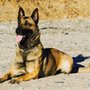 Photo of Plan B K9 LLC