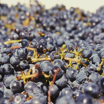 WeWine Napa - Redmon Wines Harvest - Wine Tours Near Me - Napa, California WeWine Napa - Redmon Wines Harvest - Wine Tours Near Me - Napa, California
