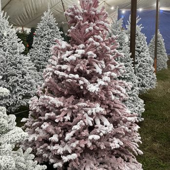 Av Tree Farms - Our Christmas tree! - Home Decor Near Me - New Orleans, Louisiana Av Tree Farms - Our Christmas tree! - Home Decor Near Me - New Orleans, Louisiana