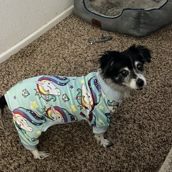 Southern Kern Veterinary Clinic - Lil Bit ready for bed a few months ago. - Veterinarians Near Me - Rosamond, California Southern Kern Veterinary Clinic - Lil Bit ready for bed a few months ago. - Veterinarians Near Me - Rosamond, California