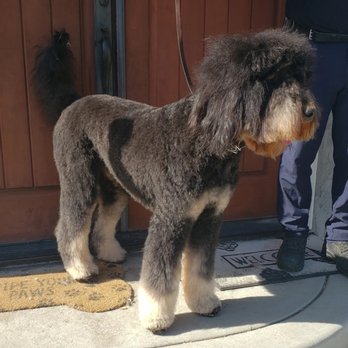 Punk Puppy Grooming - Pet Groomers Near Me Punk Puppy Grooming - Pet Groomers Near Me