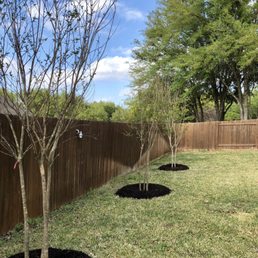 a row of trees in a backyard a row of trees in a backyard