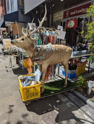 TOMATO　おまとめ商品 Amazon.com : Momotaro Tomato Seeds (25 Seed Packet) (More Heirloom