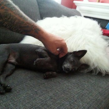 Rockin' Dogs - Thor loving his belly rubs and walks with Brian - Pet Sitting Near Me