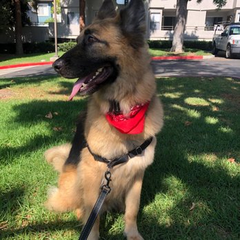 C J Dog Grooming - Pet Groomers Near Me - Anaheim, California