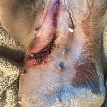 American Pet Clinic - After reassurance, the day prior, this incision is now infected with not a fuck given by American Pet Clinic - Veterinarians Near Me - Ceres, California