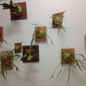 Honolulu Night Market - Paiko creates these plant wall hangings - Festivals Near Me - Honolulu, Hawaii