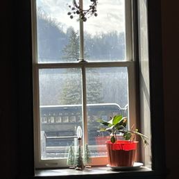 a potted plant on a window sill