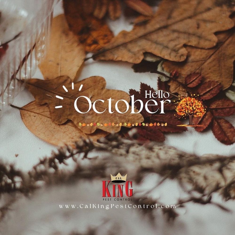 CAL KING PEST CONTROL Updated October 2024 38 Photos & 24 Reviews