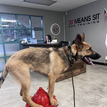 Sit Means Sit Dog - Pet Training Near Me - San Juan Capistrano, California Sit Means Sit Dog - Pet Training Near Me - San Juan Capistrano, California