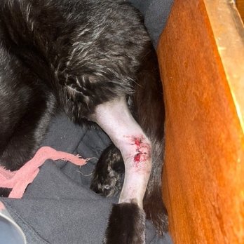 Country Pet Hospital - horrible work - Veterinarians Near Me - Alpine, California Country Pet Hospital - horrible work - Veterinarians Near Me - Alpine, California