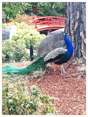 Auburn Botanic Gardens by null