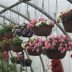 McCarter Dallman Farm and Garden Center - Hanging Baskets