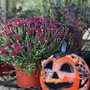 Photo of Meador's Garden Center & Landscaping
