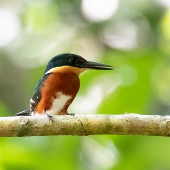 Birding with Steven - Tours Near Me - Playa del Carmen, ROO