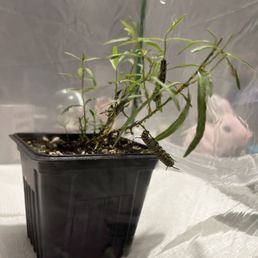 Milkweed plant with caterpillar Milkweed plant with caterpillar