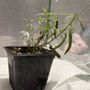 Photo of Plant Material