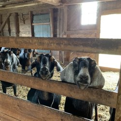 Fern Hill Farm - Your neighboring Goats!