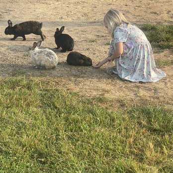 Shenandoah Valley Campground - rabbits - Campgrounds Near Me - Verona, Virginia Shenandoah Valley Campground - rabbits - Campgrounds Near Me - Verona, Virginia