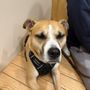 Photo of Westborough Pet Hospital