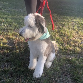 Pet Spa & Retreat - Butchered haircut - Pet Sitting Near Me - Katy, Texas Pet Spa & Retreat - Butchered haircut - Pet Sitting Near Me - Katy, Texas
