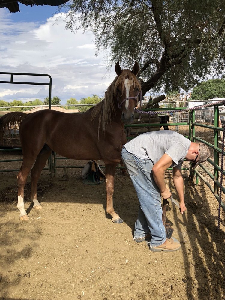 DESERT HORSE FARRIER SERVICE Updated August 2024 San Tan Valley