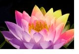 Yoga by Serendipitte Logo