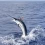 Photo of Topshape Kona Fishing