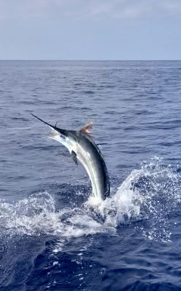 TOPSHAPE Kona Fishing Logo