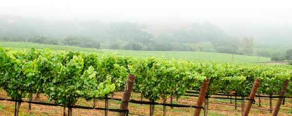 Jamie Slone Wines by null