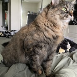 All Cats Boarding Grooming And Pet Supplies