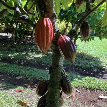 Hamakua Chocolate Farm - Chocolate to be growing on a tree - Chocolatiers & Shops Near Me - Papaikou, Hawaii Hamakua Chocolate Farm - Chocolate to be growing on a tree - Chocolatiers & Shops Near Me - Papaikou, Hawaii