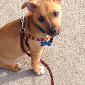 Doggie Au Pair - Dog Walkers Near Me