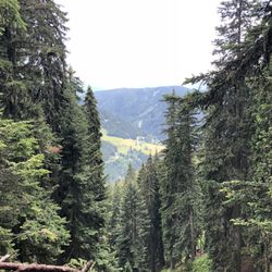 Alpenhof Bachlalm