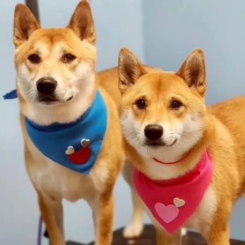 Pretty Paws - Pet Groomers Near Me - Lyndhurst, New Jersey Pretty Paws - Pet Groomers Near Me - Lyndhurst, New Jersey
