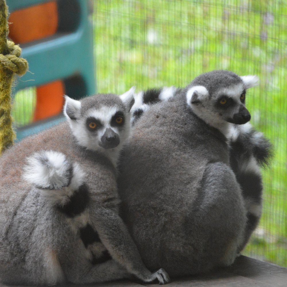 The Outback Kangaroo Farm - Ring tailed lemurs - Zoos Near Me - Arlington, Washington The Outback Kangaroo Farm - Ring tailed lemurs - Zoos Near Me - Arlington, Washington