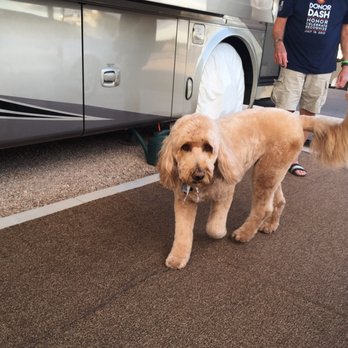 Apache Tails Pet Salon - Pet Groomers Near Me - Apache Junction, Arizona Apache Tails Pet Salon - Pet Groomers Near Me - Apache Junction, Arizona