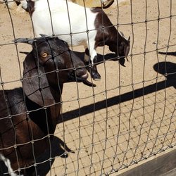 Casa Grande Trading Post & Petting Zoo