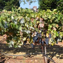 D'Artagnan Vineyards - 2016 Zinfandel