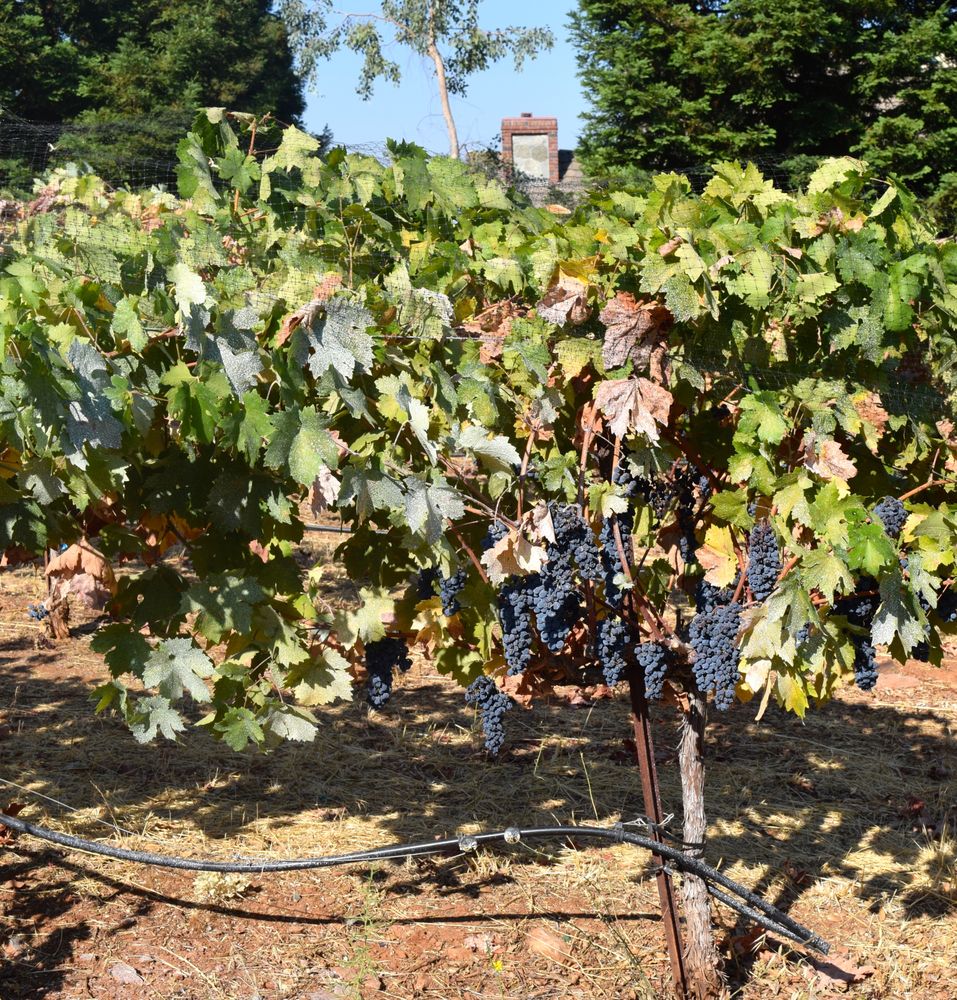 D'Artagnan Vineyards Logo